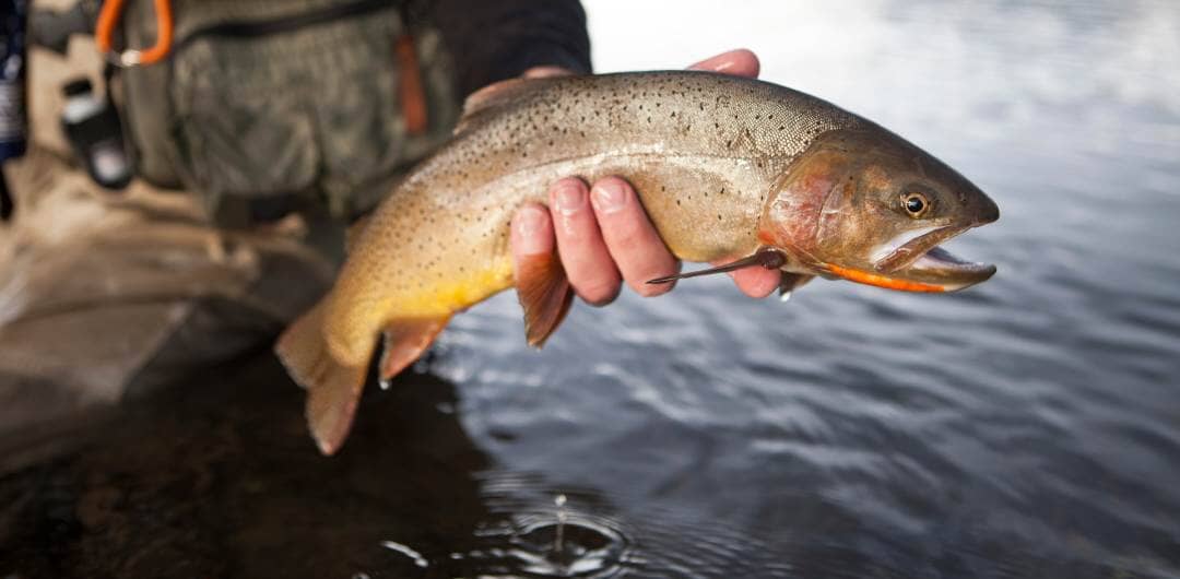 Everything You Need to Know About Trout Fishing Koala Outdoor