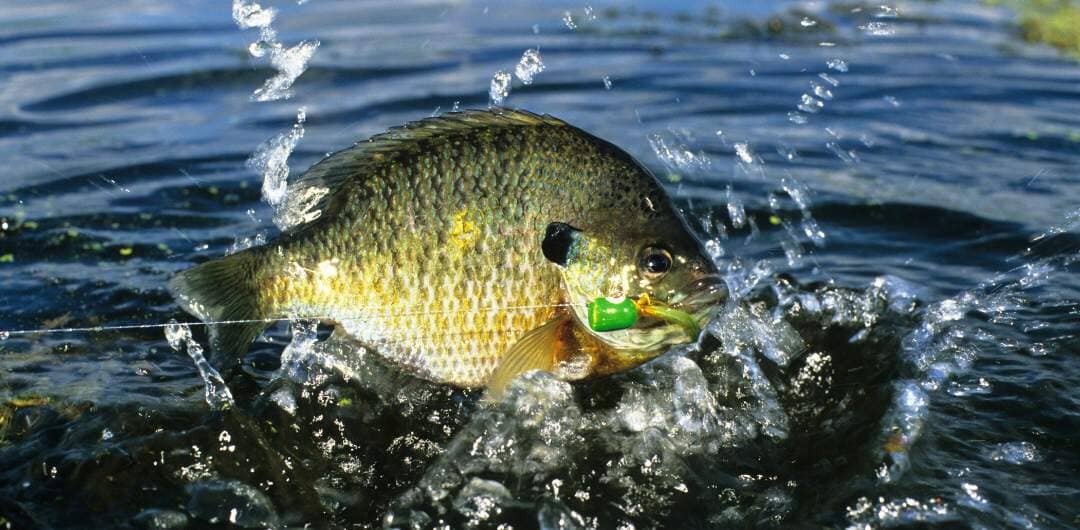 How to Catch Freshwater Fish in Your Area