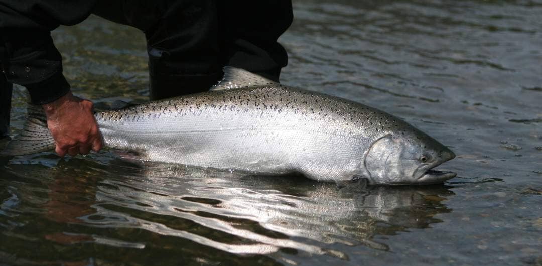Top Tips for King Salmon Fishing in Australia