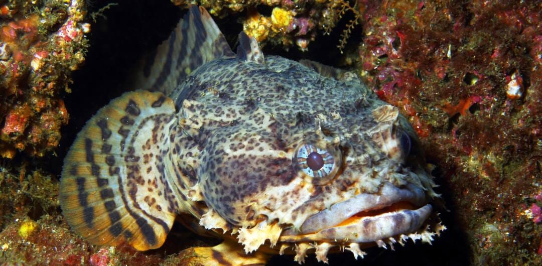 Why Toadfish are Elusive - Your Fishing Guide