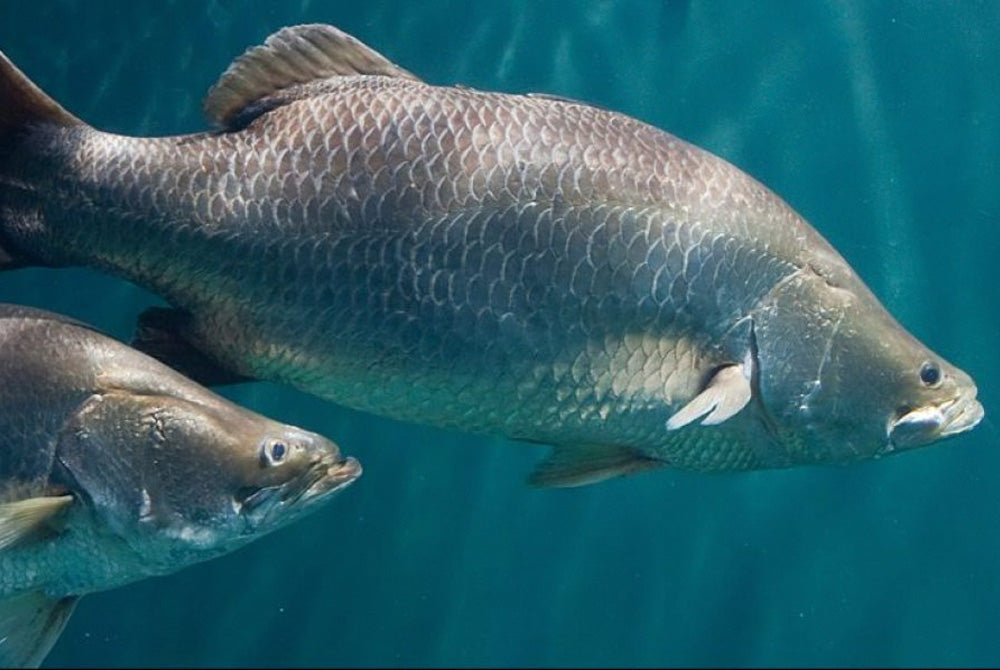 The Best Lure Colours for Barramundi: Catch More Fish