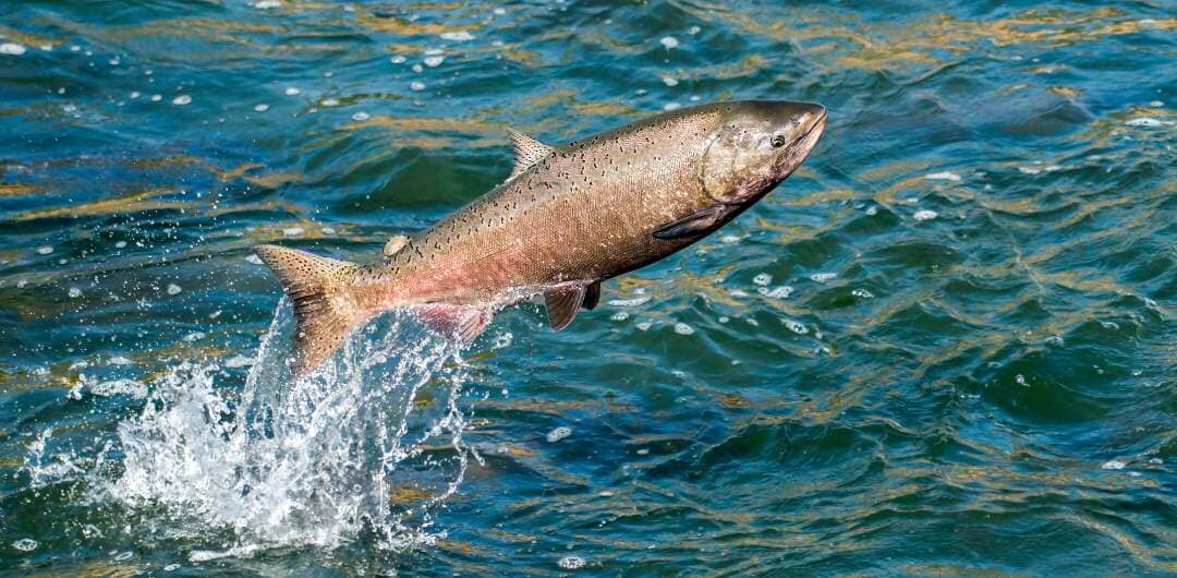 Catching Threadfin Salmon - Secrets Tips & Tricks