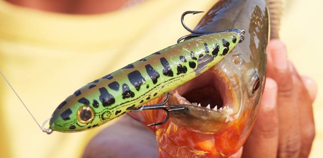 The lure of bass - Fishing World Australia