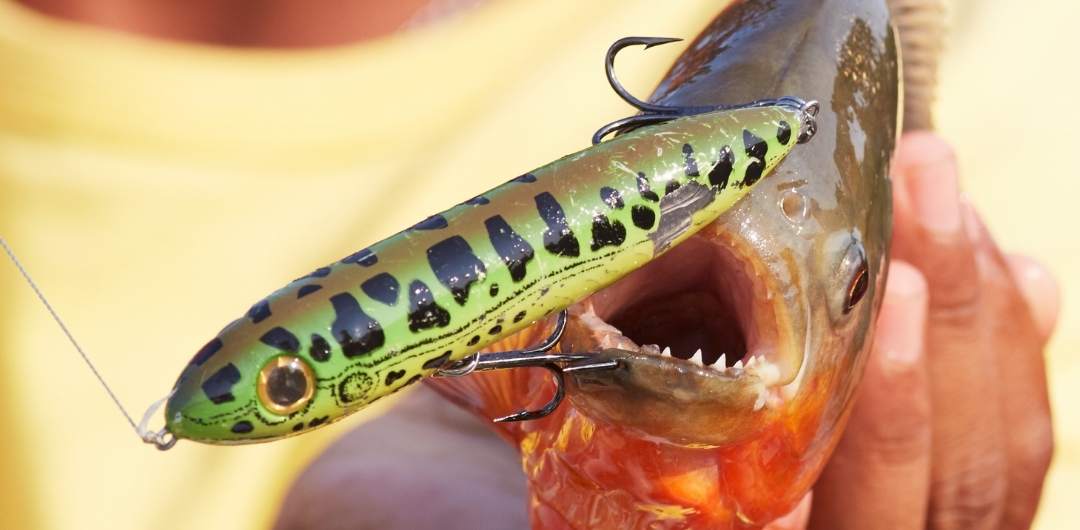 Everything You Need To Know About Topwater Lures in Australia Everything You Need To Know About Topwater Lures in Australia
