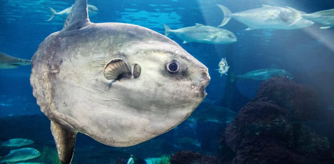 Sun Fish 101: What they Are and How to Spot Them | Koala Outdoor