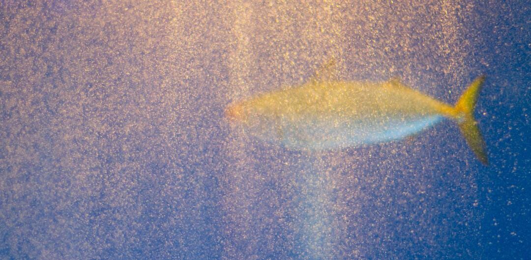 Top Yellowtail Fish Species: What Can You Reel In?